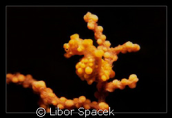 Pygmy Seahorse by Libor Spacek 